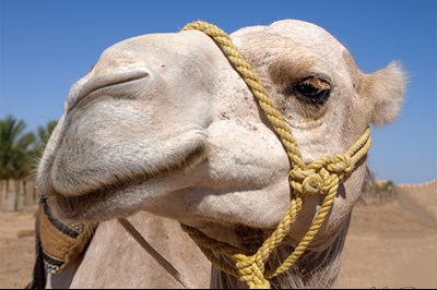 Curious Camel