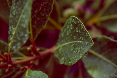 Raindrops on a Laurel Leaf